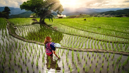Farmers working in rice terraces at Baan Bong Piang, Chiang Mai, Thailand_Adobe Stock_by Chaiyuth