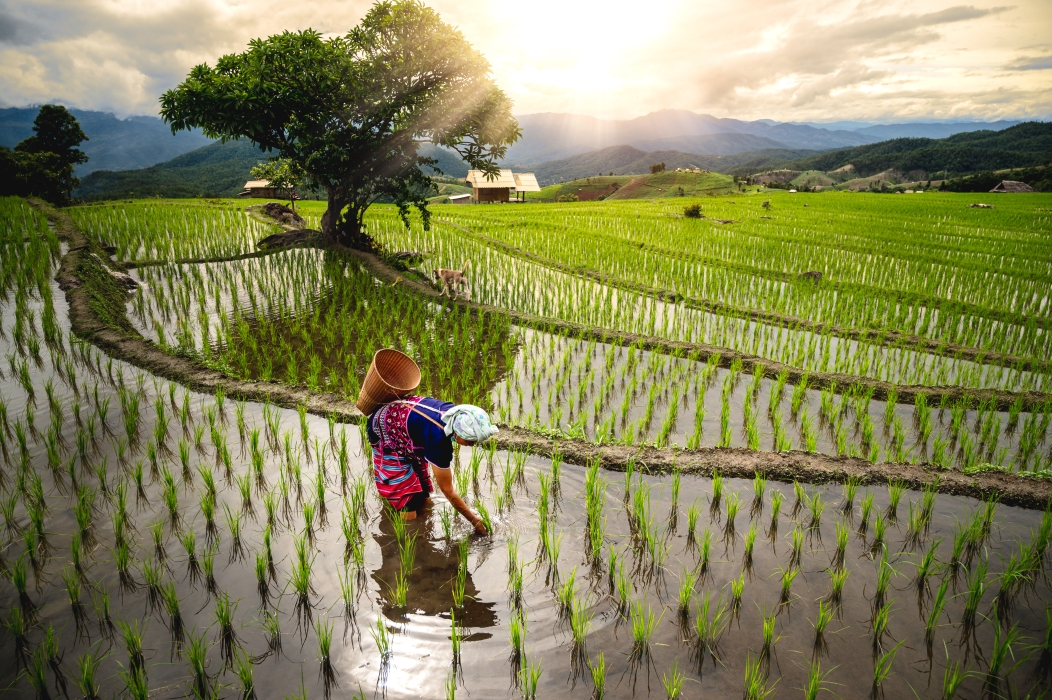Farmers working in rice terraces at Baan Bong Piang, Chiang Mai, Thailand_Adobe Stock_by Chaiyuth
